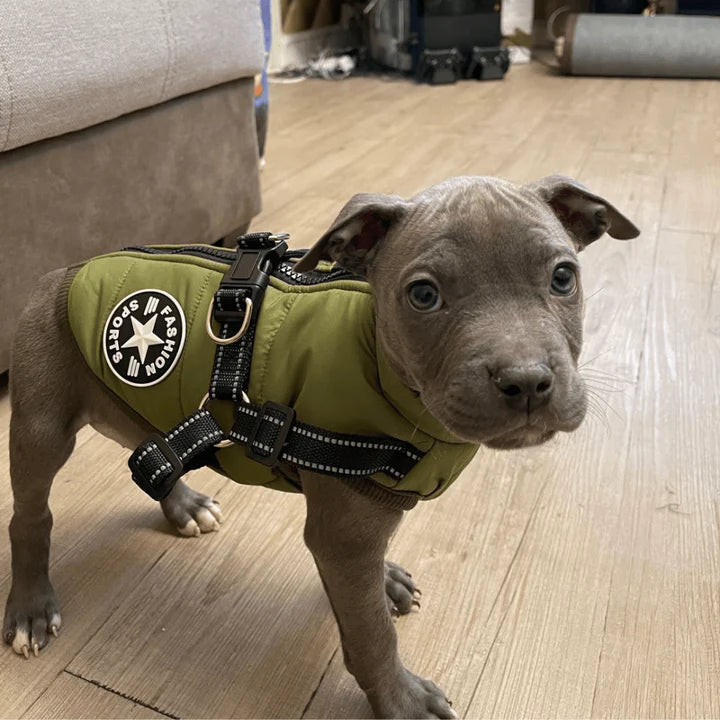Hundejacke.