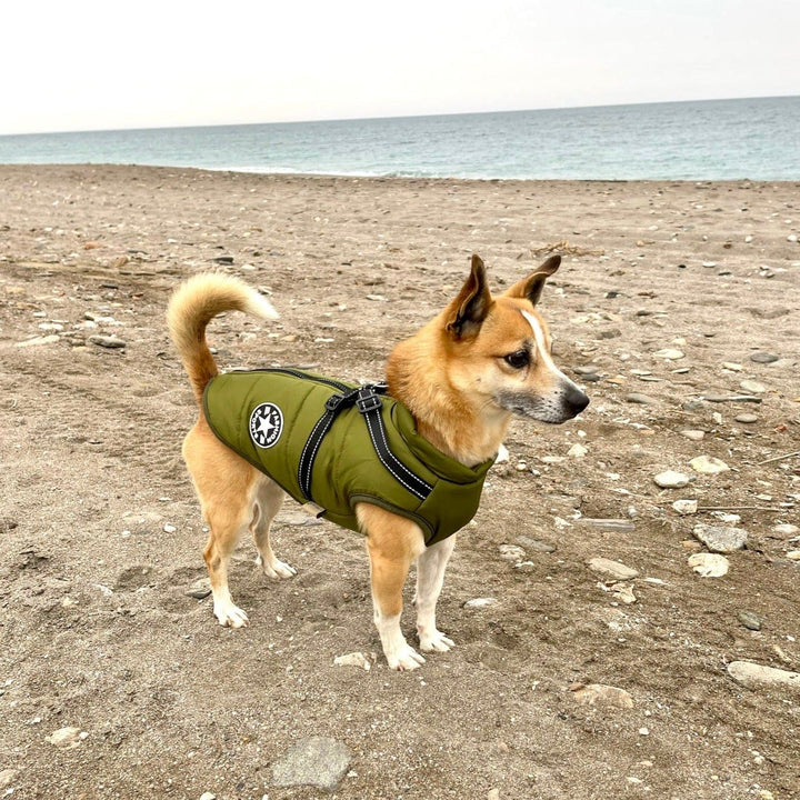 Hundejacke.