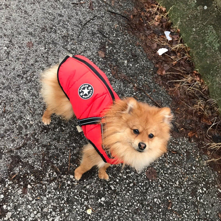 Hundejacke.