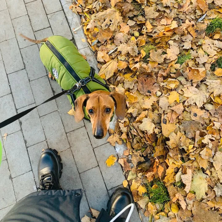 Hundejacke.