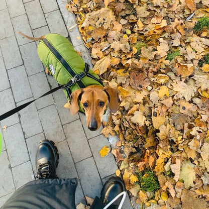Hundejacke.